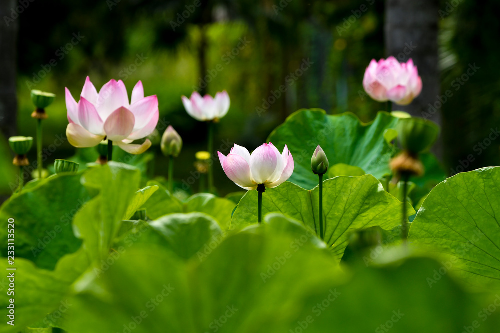 Lotus ( Nelumbo nucifera) plants with pink flowers, Mauritius
