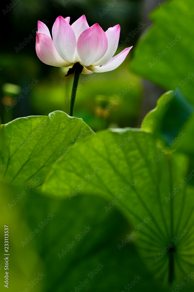 Lotus ( Nelumbo nucifera) plants with pink flower, Mauritius Lotus ( Nelumbo nucifera) plants with pink flower, Mauritius