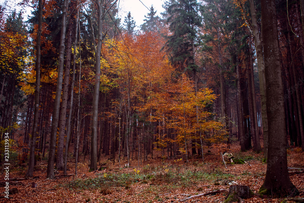 Fototapeta premium Blick in einem Wald im Herbst