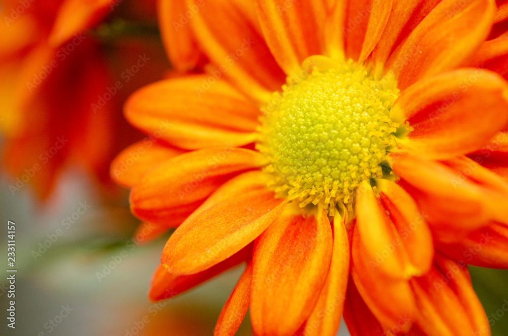Orange Flower Pattern Background Blur Orange Flower Pattern Background Blur