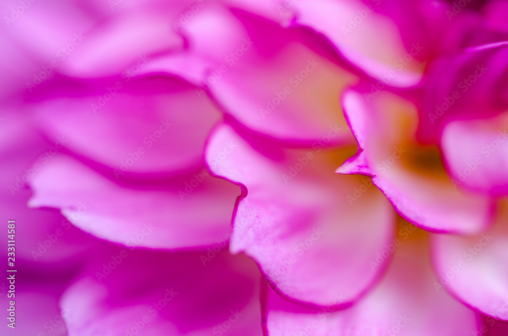 Flower petals, pattern background, blurred