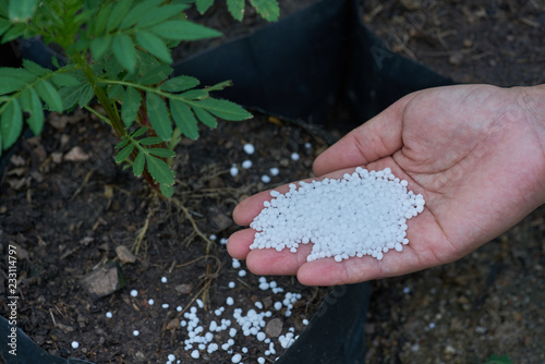 urea  fertilizer in farmer hands.