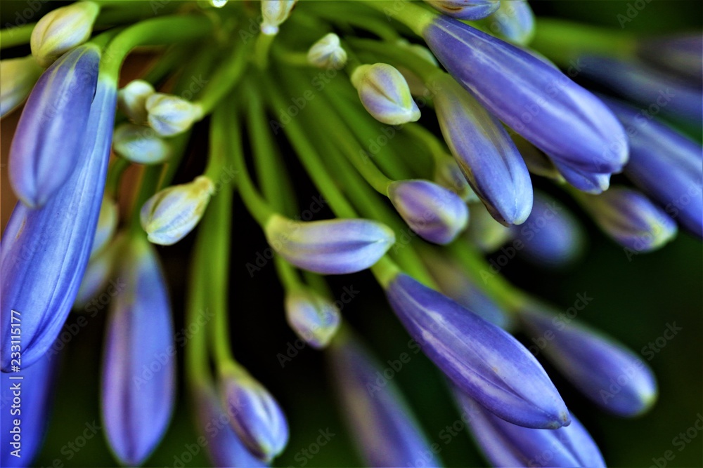 Obraz premium purple flower
