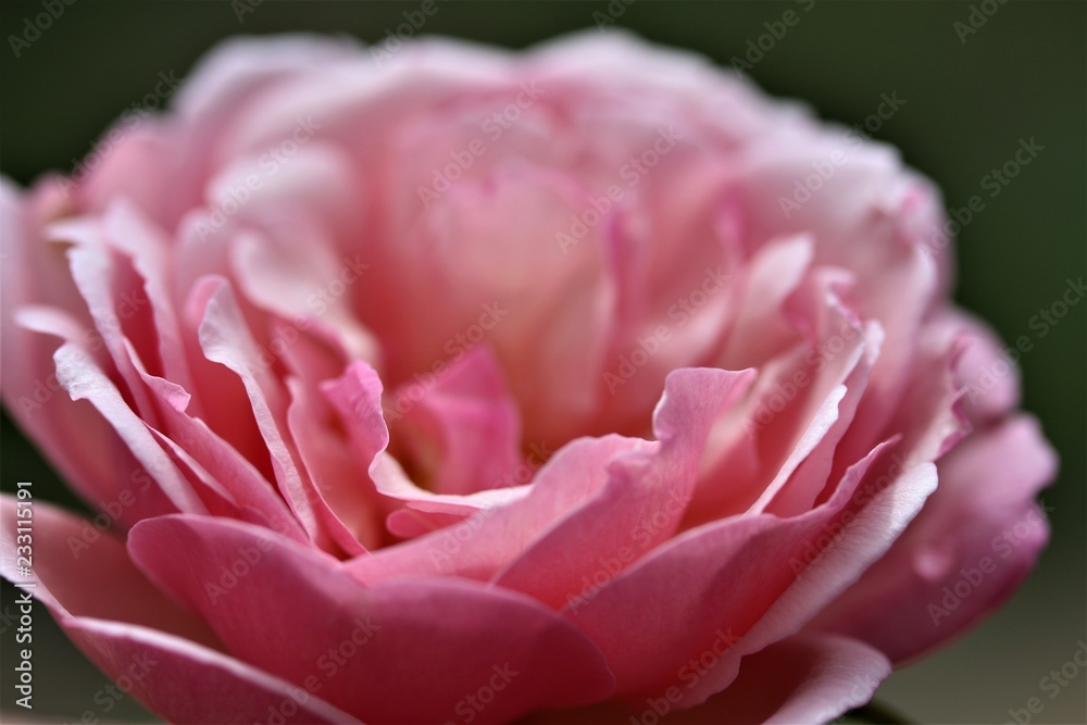 pink rose pink rose