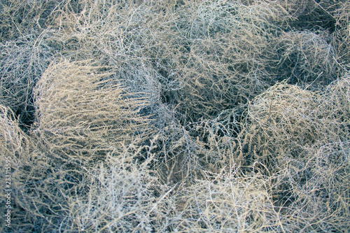 Tumbleweeds