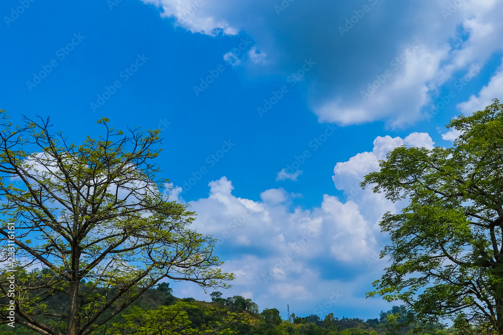 Blue sky view through the trees