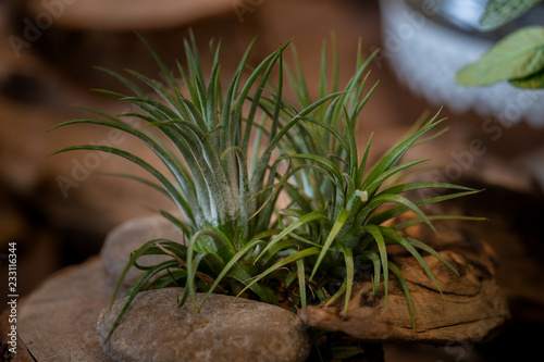 Tillandsia (Air Plant) Trees for home and garden decoration and places, Indoor garden ideas. Close up.