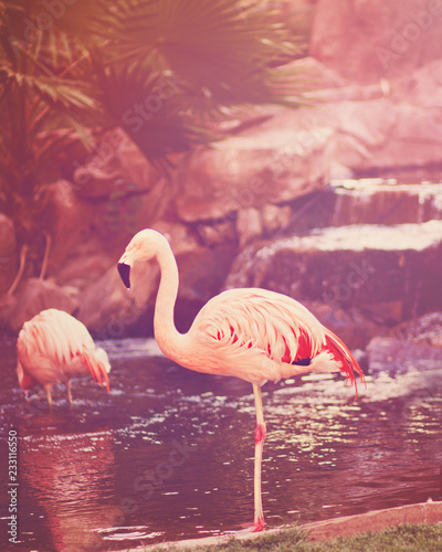 Photography Pink Flamingo