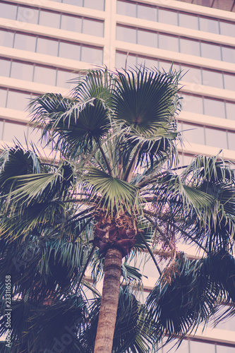 Canvas Print Palm Tree and Building