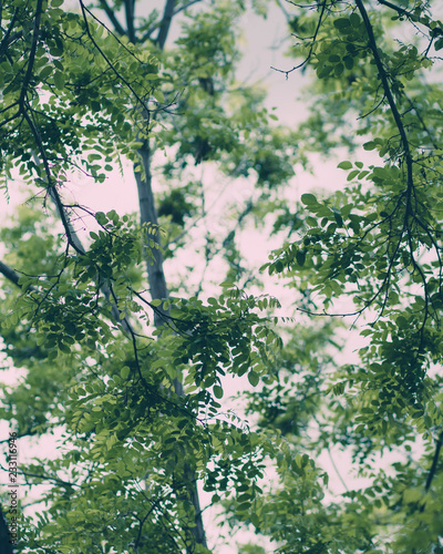 Spring Tree Branches