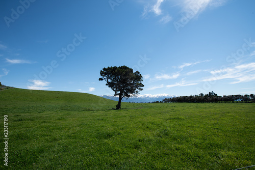 A lone tree in Kaikoura  New Zealand