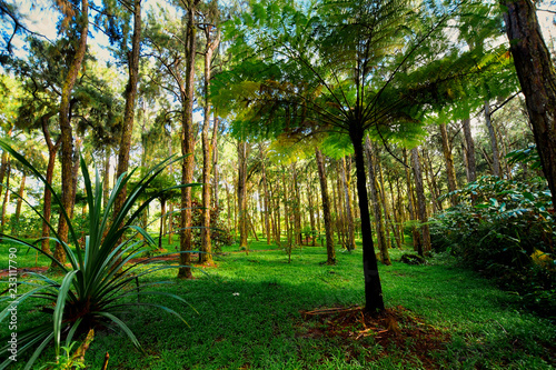 Plaine Sophie nature walk, Mauritius. Tropical forest, trail and nature environment photo