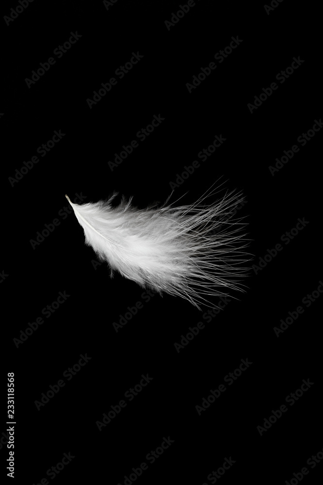 Obraz premium 羽毛