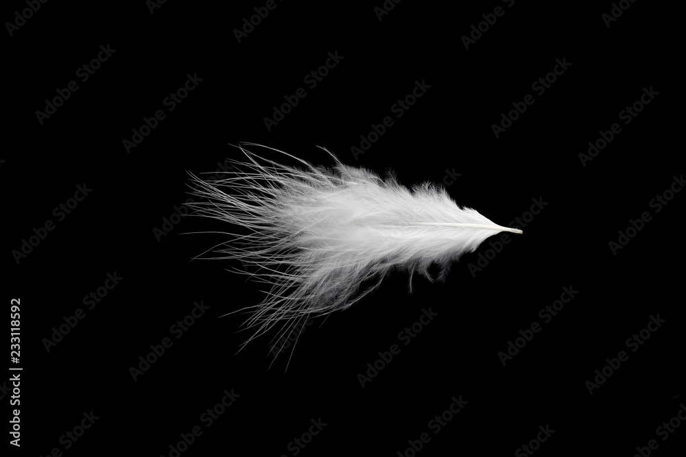 Obraz premium 羽毛