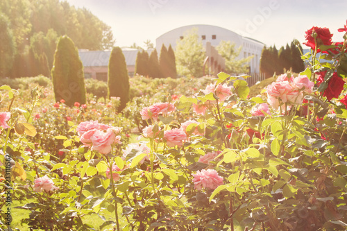 Rose Garden and Art Museum