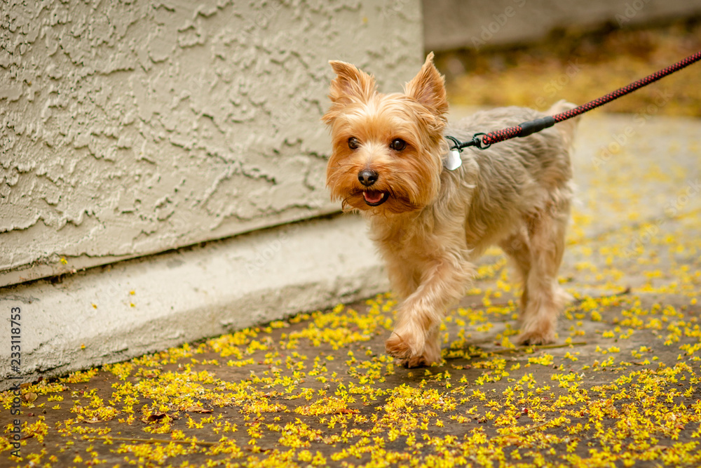 Do Yorkies Like Walks