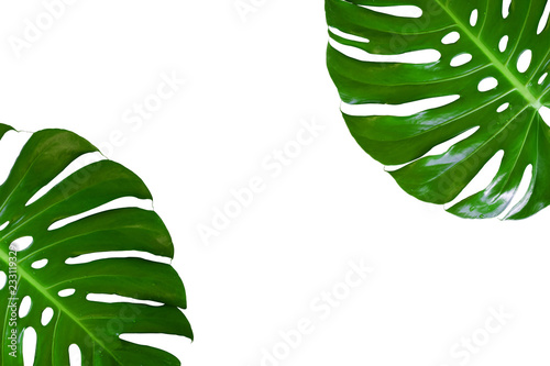 Monstera plant leaf, the tropical evergreen vine isolated on white background, Real leaves decoration for composition design.Tropical,botanical nature concepts ideas.clipping path included.