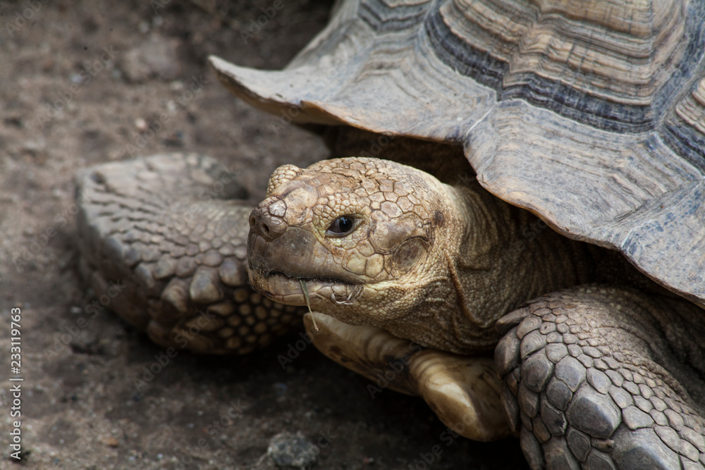 Sulcata Tortoise / Tortoises as large as No. 3 in the world Sulcata Tortoise / Tortoises as large as No. 3 in the world