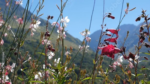 Pink and white sunlit flowers in gentle breeze. Insects flying around. Slow motion. Pyrenees, France. photo