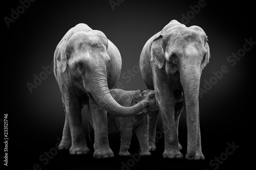 Sticker Group of African elephants - mum mother feeds baby elephant calf, and another el