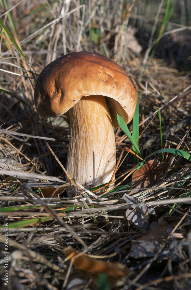 Fototapeta premium Big edible mushroom Boletus edulis in the pine woods, small depth of field. Autumn harvest from the forest. The wild world in the forest under our feet.