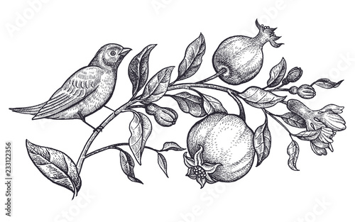 Realistic hand drawing of nightingale and branch with pomegranate isolated on white background.