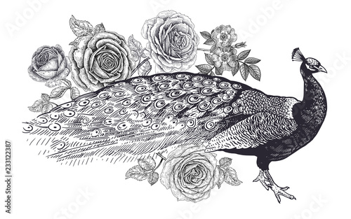 Realistic hand drawing of peacock and roses isolated on white background.