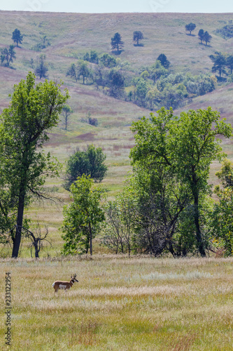 Pronghorn Antelope