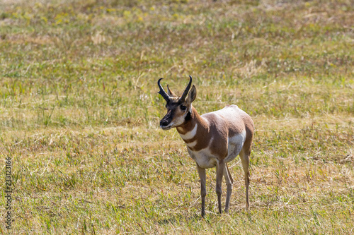 Pronghorn Antelope