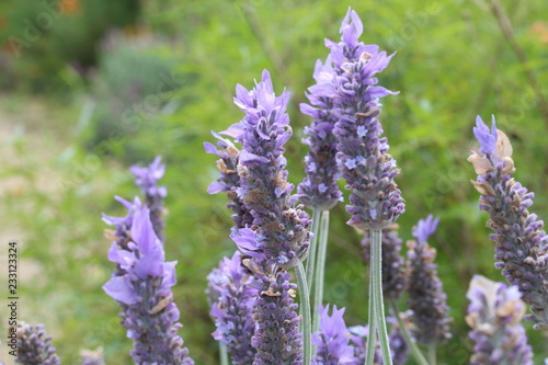 field of lavender flowers