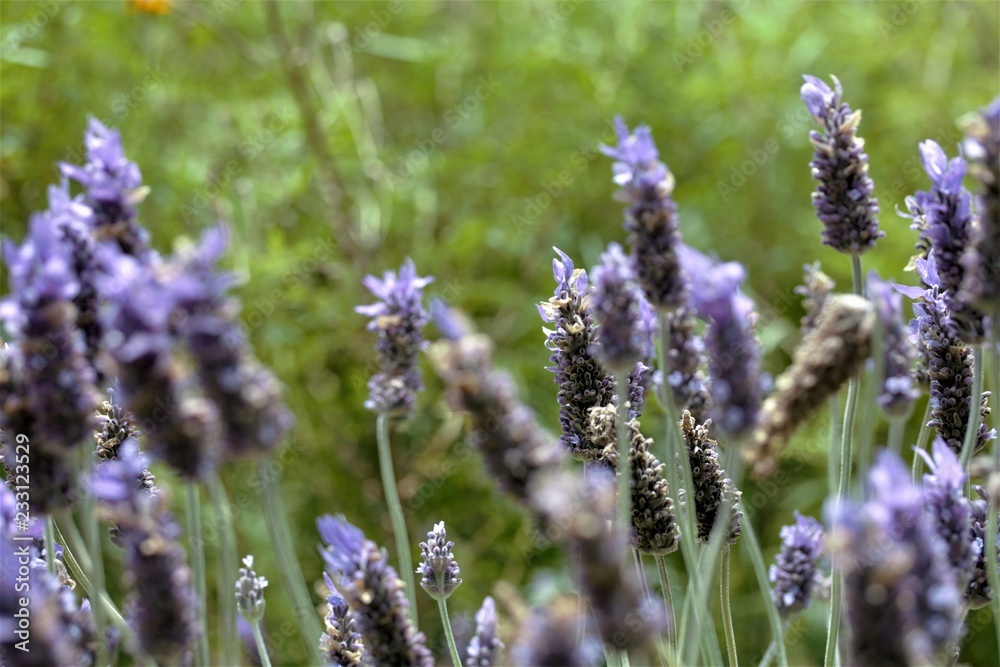 Obraz premium lavender in the field