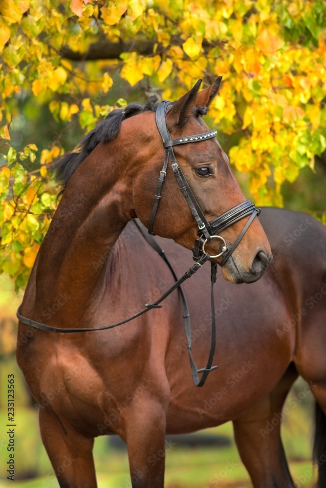 Obraz premium Bay horses in bridle against yellow autumn trees