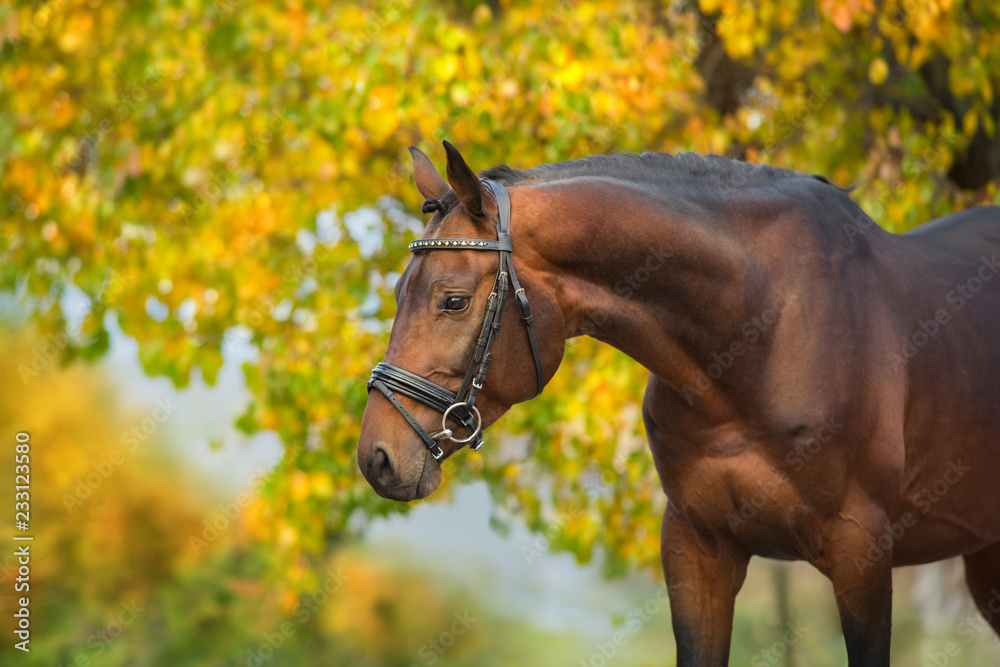 Obraz premium Bay horses in bridle against yellow autumn trees