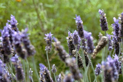 lavender in the field
