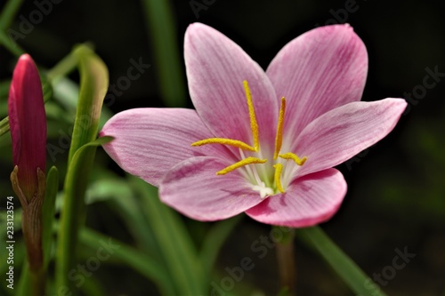 pink flower