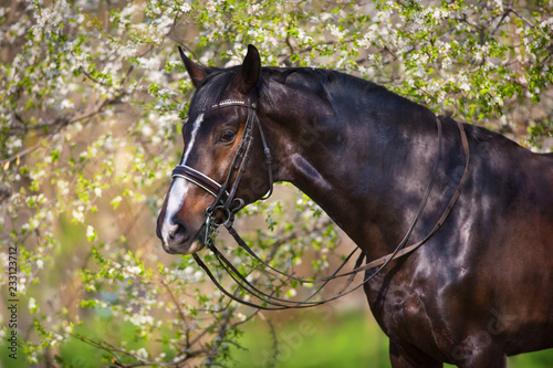 Fototapeta Naklejka Na Ścianę i Meble -  Bay stallion in bridle in spring blossom tree