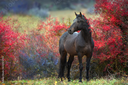 Fototapeta Naklejka Na Ścianę i Meble -  Bay stallion standing in crataegus trees