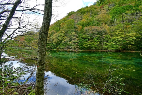 奥入瀬渓流　子ノ口の情景