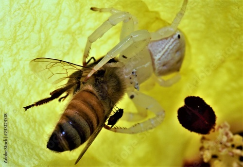 bee on a flower