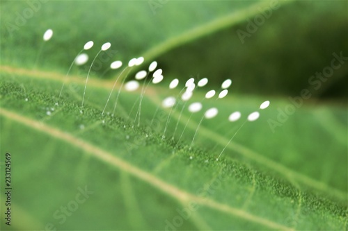 spider eggs on leaf
