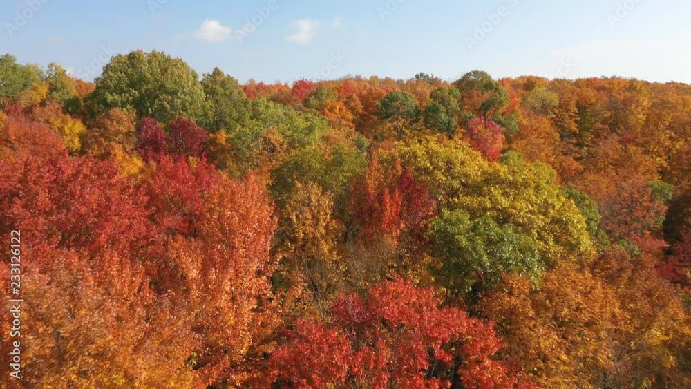Low drone flight over and approaching beautiful deciduous and coniferous fall trees. Autumn in Ontario, Canada. Low drone flight over and approaching beautiful deciduous and coniferous fall trees. Autumn in Ontario, Canada.