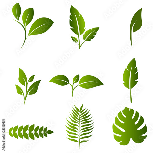 Leaf nature Design Set Vector