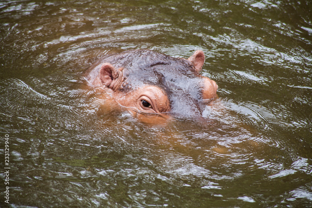 Fototapeta premium Hippopotamus ; Hippo / Close-up of a hippopotamus