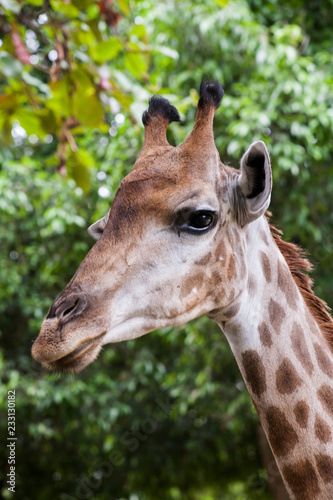 Giraffe   Head and neck of a giraffe © pattamod