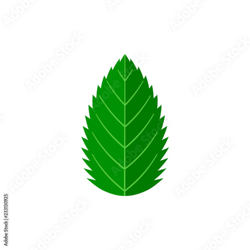 Mint leaf on white background. Vector illustration.