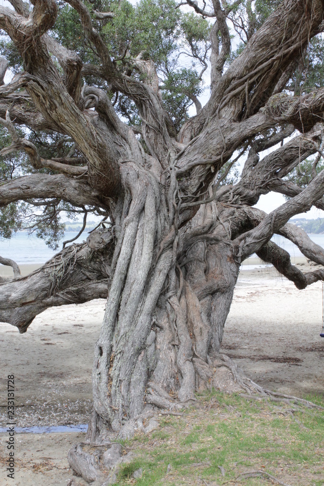 Obraz premium tree on the beach