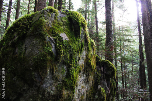 Billede på lærred A Cozy Mossy Rock in the Middle of the Forest