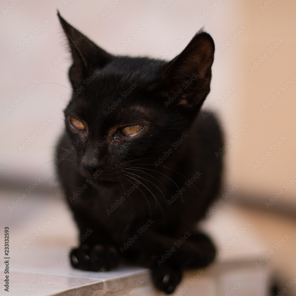 close up photo for Homeless little black cat 