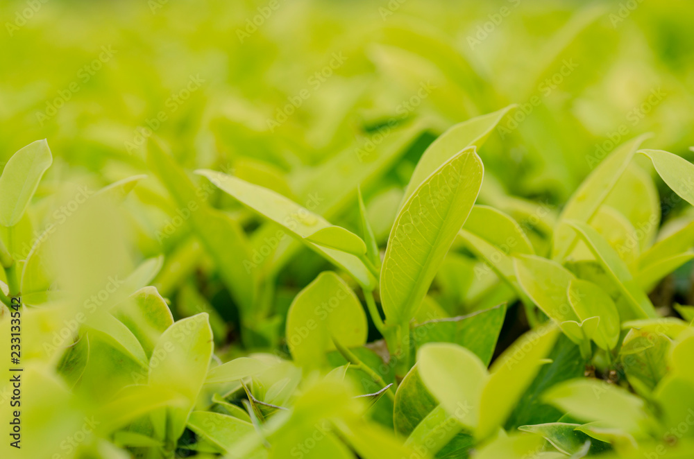 Green leaves, patterned background, blurred Green leaves, patterned background, blurred