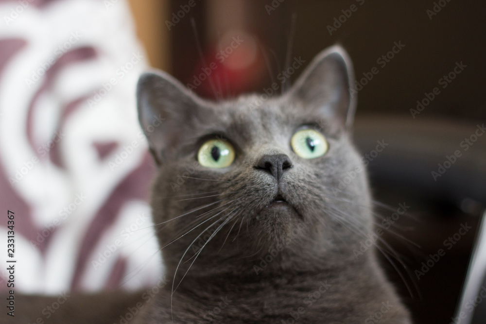 portrait of a cat